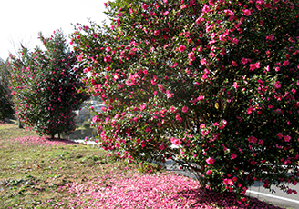 IMG_1701.jpg